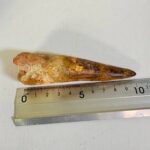 Real Spinosaurus Dinosaur Tooth Fossil | 100 Million Years Old | FossilPaleo - Image 10