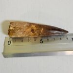 Real Spinosaurus Dinosaur Tooth Fossil | 100 Million Years Old | FossilPaleo - Image 10