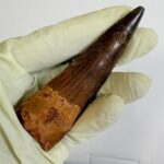 Real Spinosaurus Dinosaur Tooth Fossil | 100 Million Years Old | FossilPaleo - Image 10