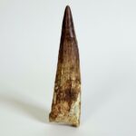 Spinosaurus Dinosaur Tooth Fossil – Authentic Cretaceous Dinosaur | FossilPaleo