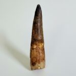 Spinosaurus Dinosaur Tooth Fossil – Authentic Cretaceous Dinosaur | FossilPaleo