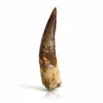 Spinosaurus Dinosaur Tooth Fossil – Authentic Cretaceous Dinosaur | FossilPaleo