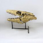 Authentic 100 cm Mosasaurus Skull Fossil – Museum-Grade with Certificate - Image 11