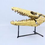 Authentic 100 cm Mosasaurus Skull Fossil – Museum-Grade with Certificate - Image 12