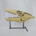 Authentic 100 cm Mosasaurus Skull Fossil – Museum-Grade with Certificate - Image 13
