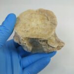 Zarafasaura Oceanis Plesiosaur Vertebra – Jurassic Marine Reptile Fossil | FossilPaleo - Image 4