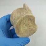 Zarafasaura Oceanis Plesiosaur Vertebra – Jurassic Marine Reptile Fossil | FossilPaleo - Image 5