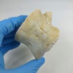 Zarafasaura Oceanis Plesiosaur Vertebra – Jurassic Marine Reptile Fossil | FossilPaleo - Image 6