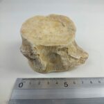 Zarafasaura Oceanis Plesiosaur Vertebra – Jurassic Marine Reptile Fossil | FossilPaleo