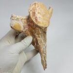 Authentic Plesiosaur Vertebra Fossil – Jurassic Marine Reptile Fossil | FossilPaleo - Image 3