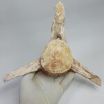 Authentic Plesiosaur Vertebra Fossil – Jurassic Marine Reptile Fossil | FossilPaleo - Image 3