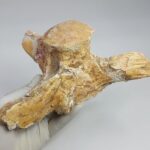 Authentic Plesiosaur Vertebra Fossil – Jurassic Marine Reptile Fossil | FossilPaleo - Image 4