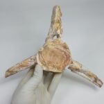 Authentic Plesiosaur Vertebra Fossil – Jurassic Marine Reptile Fossil | FossilPaleo - Image 4