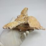 Authentic Plesiosaur Vertebra Fossil – Jurassic Marine Reptile Fossil | FossilPaleo - Image 5