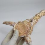 Authentic Plesiosaur Vertebra Fossil – Jurassic Marine Reptile Fossil | FossilPaleo - Image 5