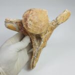 Authentic Plesiosaur Vertebra Fossil – Jurassic Marine Reptile Fossil | FossilPaleo - Image 6