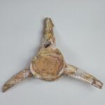 Authentic Plesiosaur Vertebra Fossil – Jurassic Marine Reptile Fossil | FossilPaleo - Image 6