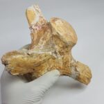 Authentic Plesiosaur Vertebra Fossil – Jurassic Marine Reptile Fossil | FossilPaleo - Image 7