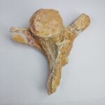 Authentic Plesiosaur Vertebra Fossil – Jurassic Marine Reptile Fossil | FossilPaleo - Image 8
