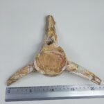 Authentic Plesiosaur Vertebra Fossil – Jurassic Marine Reptile Fossil | FossilPaleo - Image 8