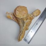 Authentic Plesiosaur Vertebra Fossil – Jurassic Marine Reptile Fossil | FossilPaleo - Image 9