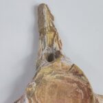 Authentic Plesiosaur Vertebra Fossil – Jurassic Marine Reptile Fossil | FossilPaleo - Image 9