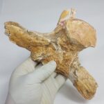 Authentic Plesiosaur Vertebra Fossil – Jurassic Marine Reptile Fossil | FossilPaleo - Image 10