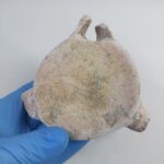 Zarafasaura Oceanis Plesiosaur Vertebra – Jurassic Marine Reptile Fossil | FossilPaleo - Image 2