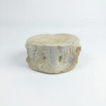 Authentic Plesiosaur Vertebra Fossil – Jurassic Marine Reptile Fossil | FossilPaleo