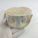 Authentic Plesiosaur Vertebra Fossil – Jurassic Marine Reptile Fossil | FossilPaleo - Image 3