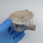 Zarafasaura Oceanis Plesiosaur Vertebra – Jurassic Marine Reptile Fossil | FossilPaleo - Image 3