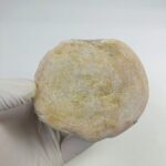 Authentic Plesiosaur Vertebra Fossil – Jurassic Marine Reptile Fossil | FossilPaleo - Image 4