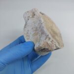 Zarafasaura Oceanis Plesiosaur Vertebra – Jurassic Marine Reptile Fossil | FossilPaleo - Image 4