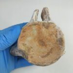 Zarafasaura Oceanis Plesiosaur Vertebra – Jurassic Marine Reptile Fossil | FossilPaleo - Image 6