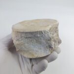 Authentic Plesiosaur Vertebra Fossil – Jurassic Marine Reptile Fossil | FossilPaleo - Image 7