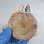 Zarafasaura Oceanis Plesiosaur Vertebra – Jurassic Marine Reptile Fossil | FossilPaleo - Image 7