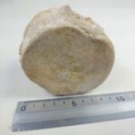 Authentic Plesiosaur Vertebra Fossil – Jurassic Marine Reptile Fossil | FossilPaleo - Image 8