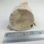 Zarafasaura Oceanis Plesiosaur Vertebra – Jurassic Marine Reptile Fossil | FossilPaleo