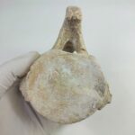 Authentic Plesiosaur (Zarafasaura oceanis) Vertebra Fossil Bone - Image 3