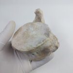 Authentic Plesiosaur (Zarafasaura oceanis) Vertebra Fossil Bone - Image 4