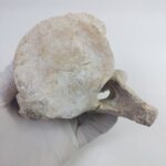 Authentic Plesiosaur (Zarafasaura oceanis) Vertebra Fossil Bone - Image 7