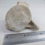 Authentic Plesiosaur (Zarafasaura oceanis) Vertebra Fossil Bone - Image 8