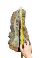 Multiple Devonian-era trilobites in natural stone matrix from Morocco