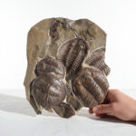 Large Multi-Trilobite Fossil Cluster in Natural Matrix – Devonian Morocco - Image 2
