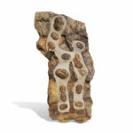 Large Multi-Trilobite Fossil Cluster in Natural Matrix – Devonian Morocco