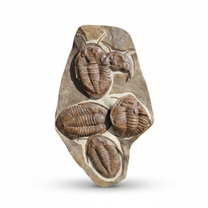 Moroccan Devonian trilobite fossil cluster preserved in natural limestone