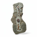 Close-up of well-preserved Phacopid trilobites showing segmentation and exoskeleton