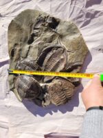 Large Multi-Trilobite Fossil Cluster in Natural Matrix – Devonian Morocco - Image 11
