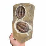 Double Trilobite Fossil Pair in Natural Stone Matrix – Devonian Morocco