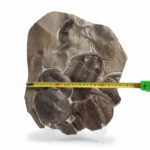 Large Multi-Trilobite Fossil Cluster in Natural Matrix – Devonian Morocco - Image 3